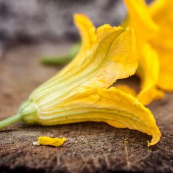 Come si puliscono i fiori di zucca Come si puliscono i fiori di zucca